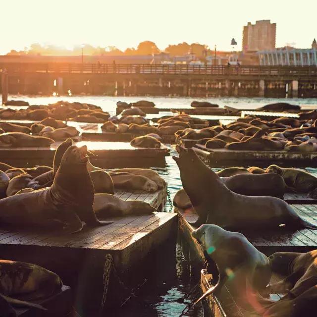 Sea Lions rest on PIER 39's K Dock at 日落